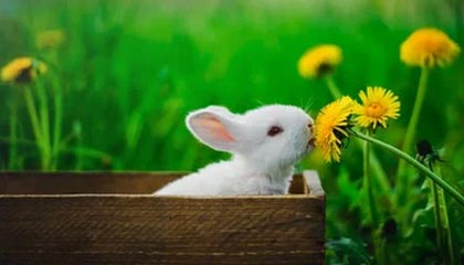 B体育在线_对抗历史：当代巨星与过去传奇的交锋